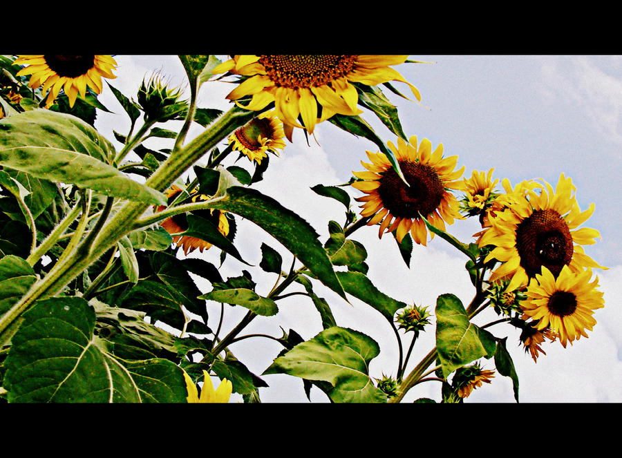 Sunflower