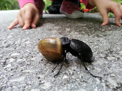 Bug Vs Snail