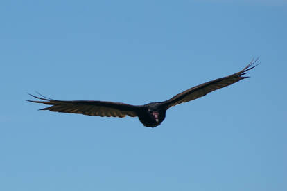 Turkey Vulture