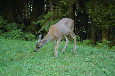 Port Renfrew Deer