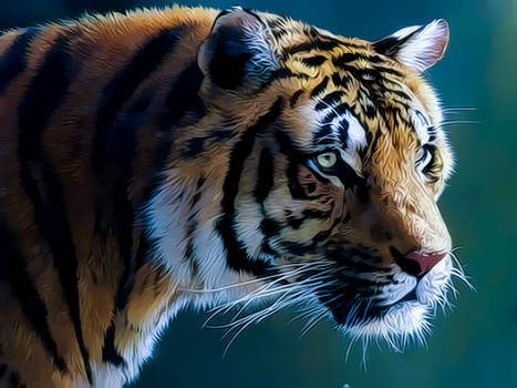 Indian Tiger