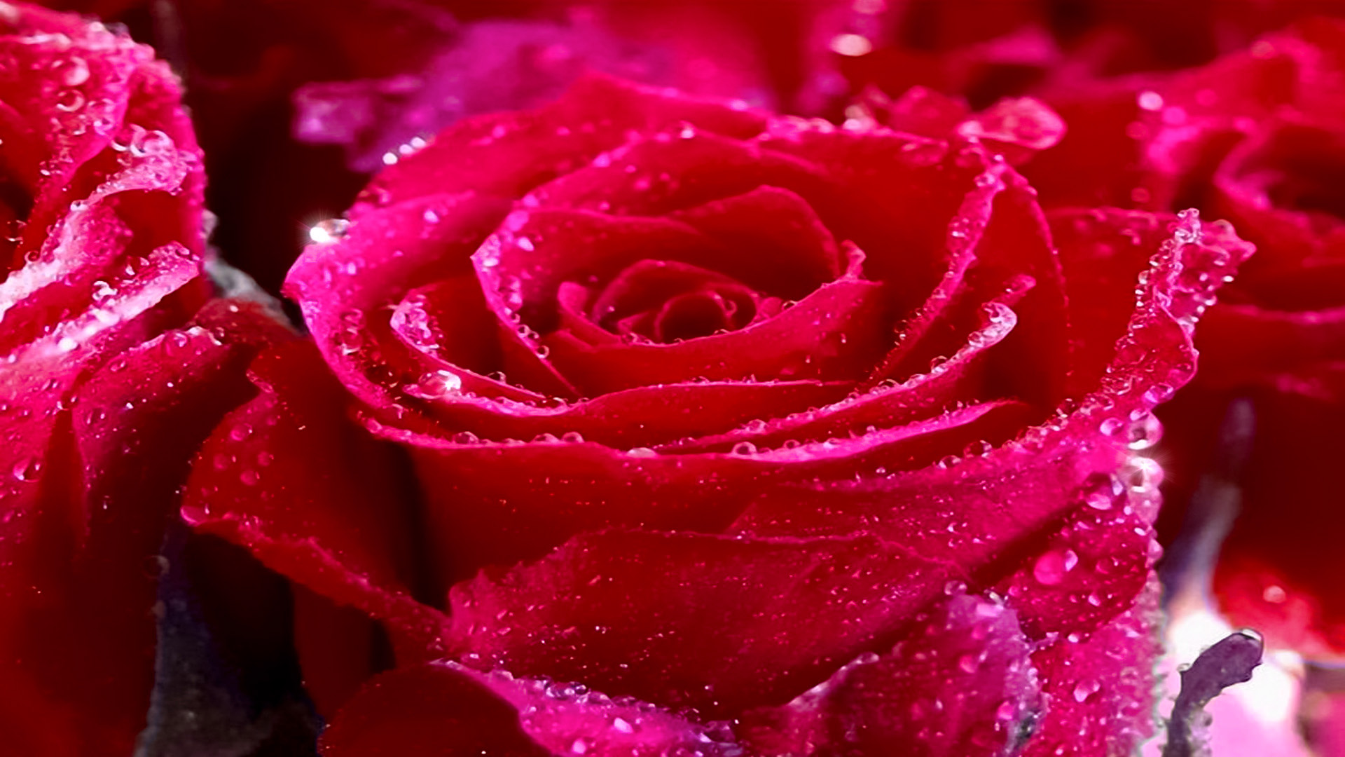 Red Rose Hd By Dance Of Cobra On Deviantart