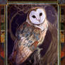 Barn Owl