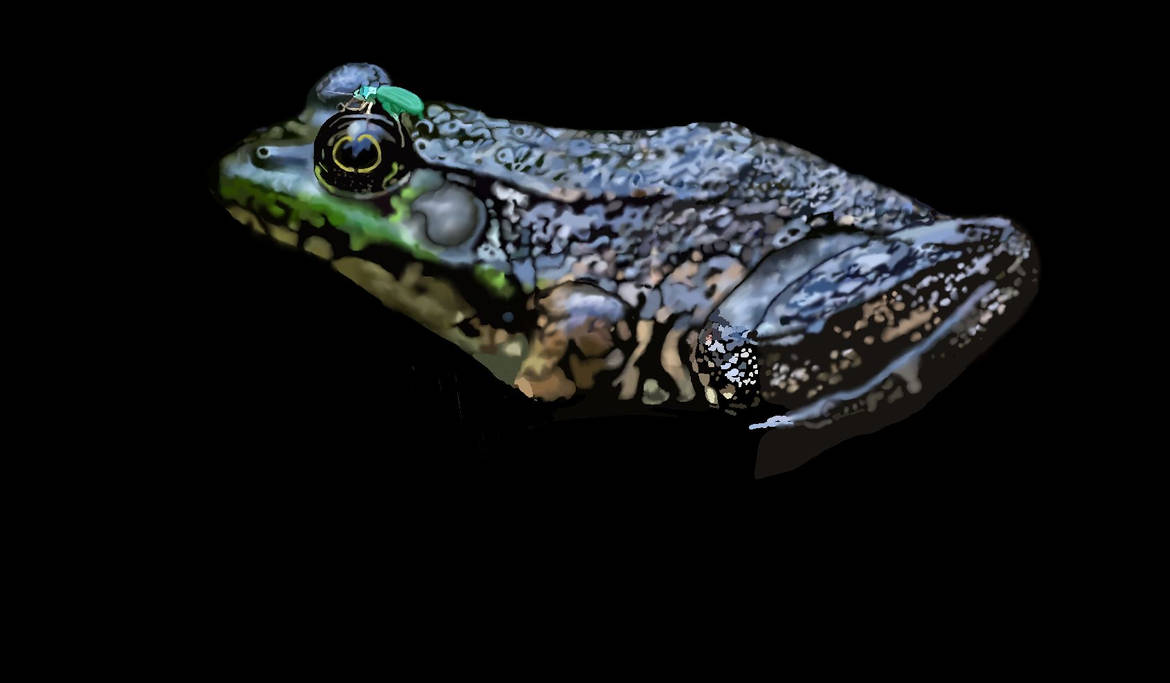 Frogdev by unut2020 on DeviantArt