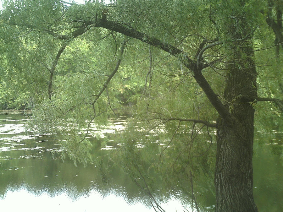 Trees and water