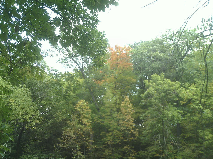 Trees of early fall