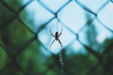 Steel-enclosed spider.