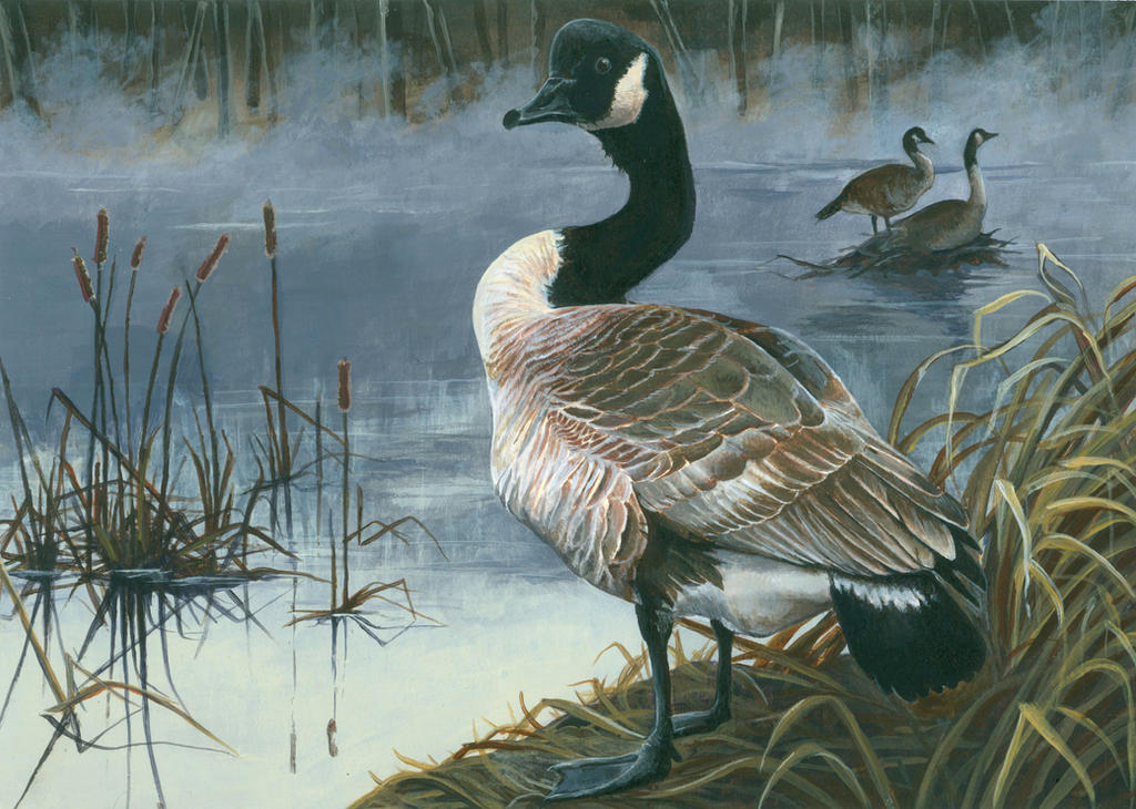 Duck Stamp Submission by PaperSpiders Duck Stamp Submission by PaperSpiders