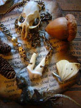Coyote Tooth Amulet numbr 1