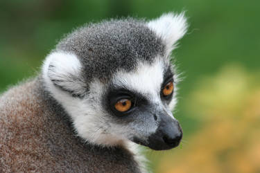 Lemur