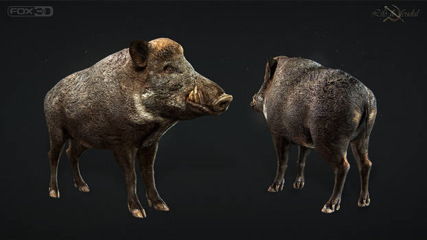 Boar