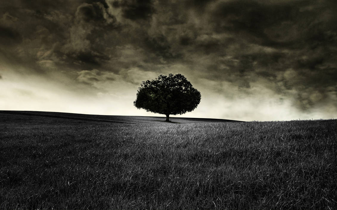 Download 400+ Wallpaper Black Tree HD Terbaru Download 400+ Wallpaper Black Tree HD Terbaru