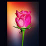 touch of pink