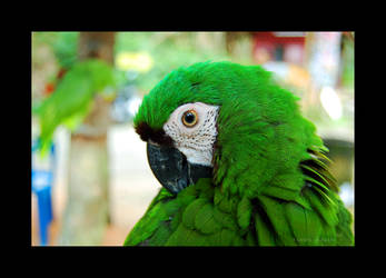 Green Parrot by Saher4ever