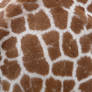 Stock texture 6 : giraffe