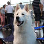 Brody at the dog show