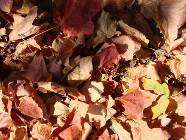 Leaf Pile with Shadow