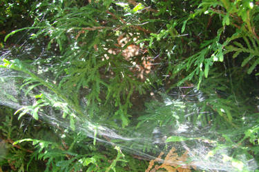 Web in Bush 2