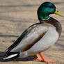 Mallard