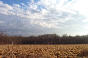 The Wheat, shot II