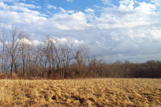 The Wheat, shot III