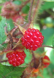 Raspberry -- Closeup