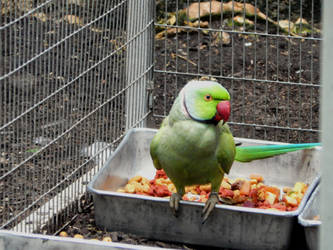 San Antonio Zoo-Parrot 01