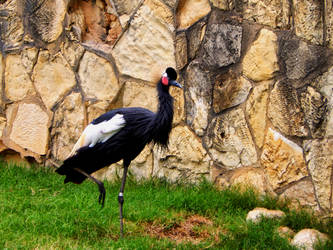 San Antonio Zoo-West African Crowned Crane 01