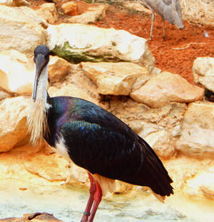 San Antonio Zoo-Abdim's Stork 02