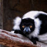 San Antonio Zoo-Black  White Lemur 03