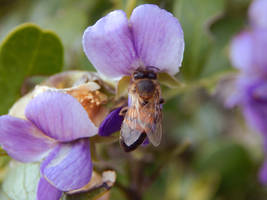 Bee on a Mountain Laurel