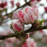 Peppermint Flowering Peach Bud and Blossom 01
