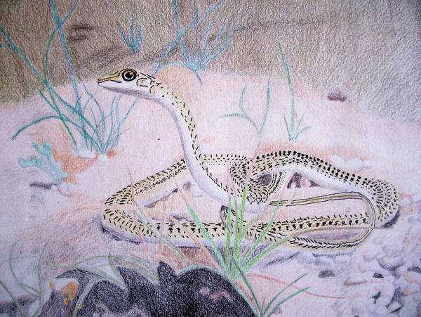 colored pencil and ink snake by candyink on DeviantArt