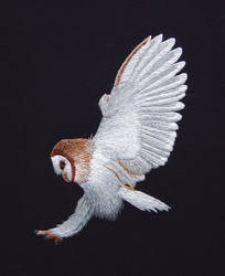 Barn Owl