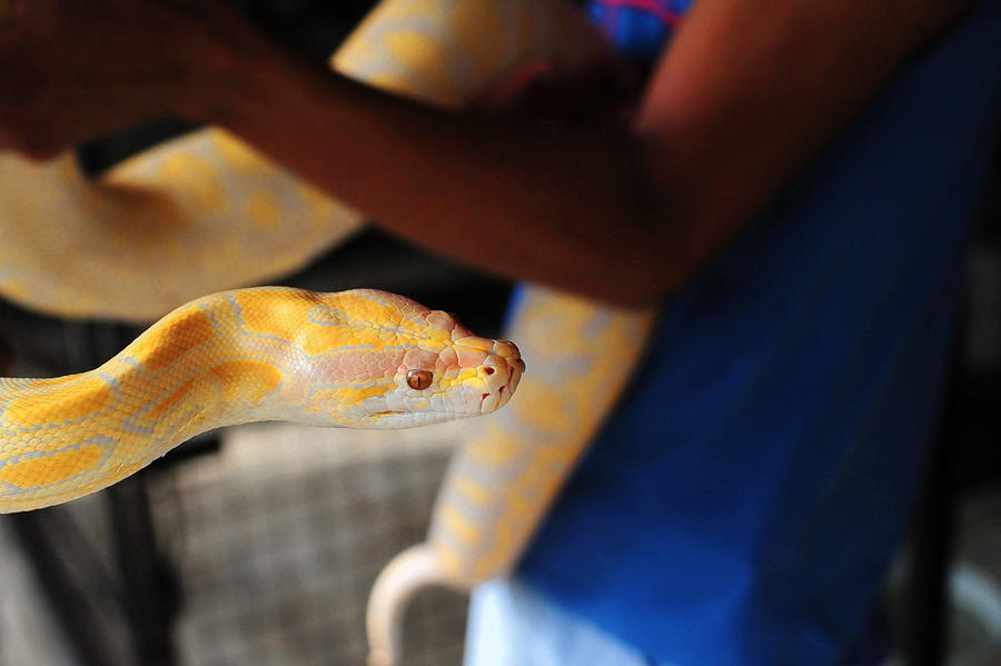 Python 2000 Deviantart Boa Python by Lensamson on DeviantArt