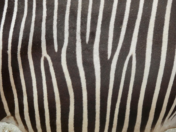 Zebra Print Ripped zebra print by iertjekliertje on DeviantArt