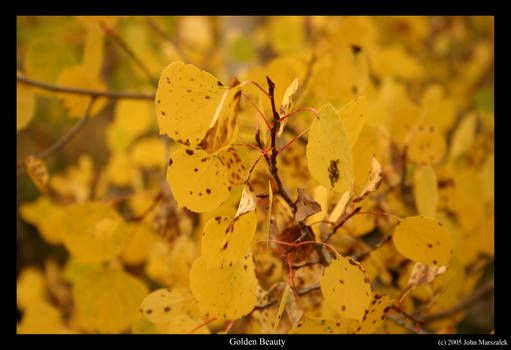 Golden Beauty