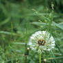 Dandelion