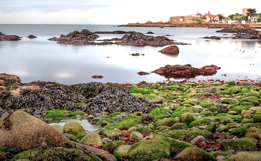 Colors of the Low Tide