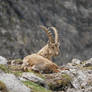 Ibex