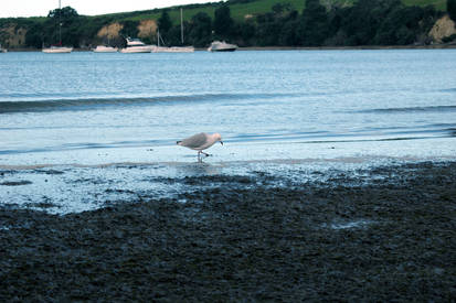 Seashore