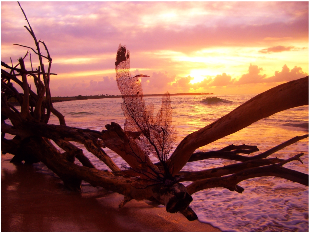 Sea Fan Sun Rise II