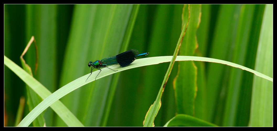 Electric Blue