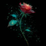 A Rose For Those Who Feel Unworthy of His Love