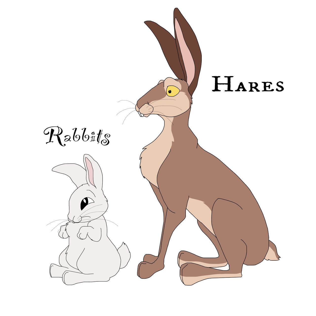 Rabbit vs Hare by Hyzenthlay-Rose on DeviantArt