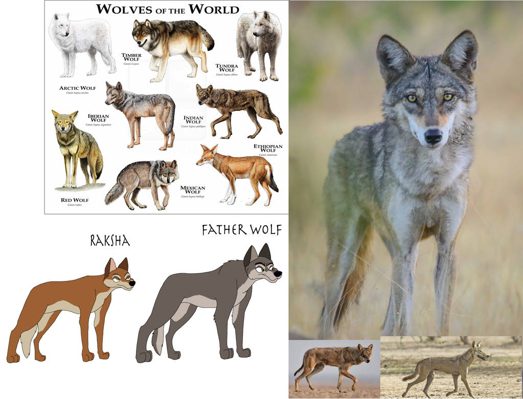 About Jungle Book Wolves by Hyzenthlay-Rose on DeviantArt