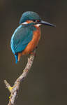 Kingfisher by Jamie-MacArthur