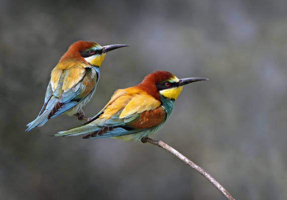 European Bee-eaters