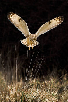 short eared owl