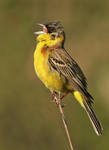 Black- headed Bunting by Jamie-MacArthur